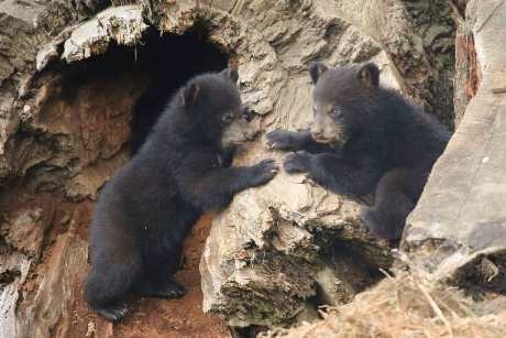 Bear cubs at Woburn